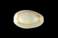 藏品(金環寶螺)的圖片